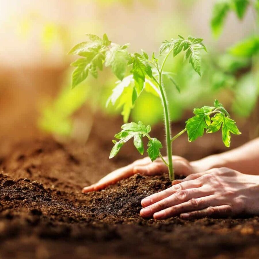 Human,Hands,Planting,Sprouts,Of,Tomatos,In,Greenhouse.,Concept,Of