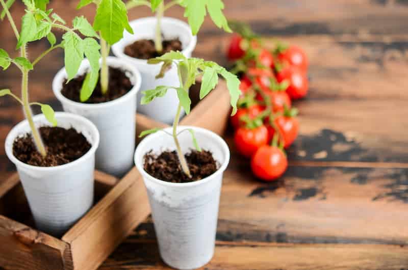 Tomaten-Vorkultur