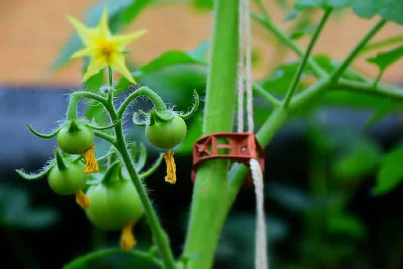 Tomaten-an-Schnur