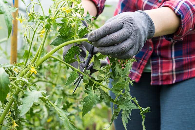 Tomaten-ausgeizen