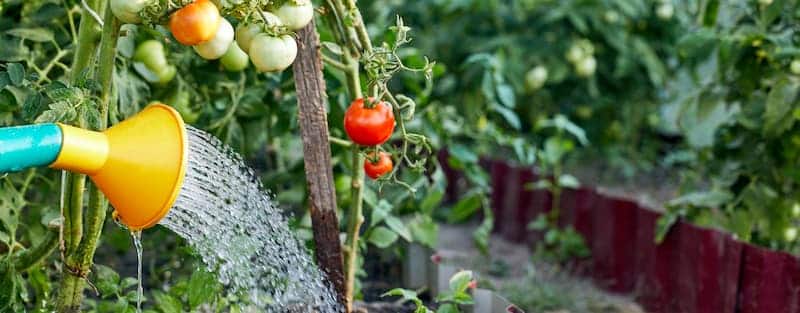 Tomaten-giessen-9