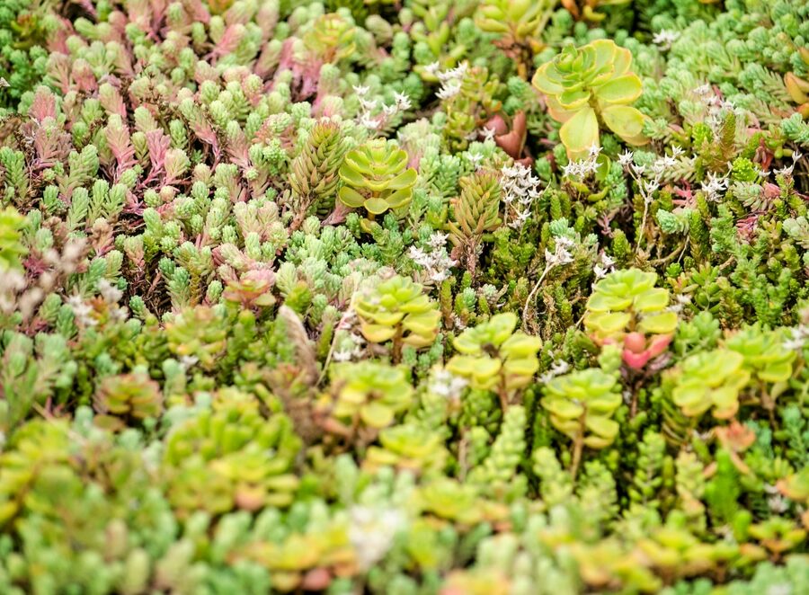 Close-up,Of,The,Sedum,Plants,On,A,Vegetated,Roof