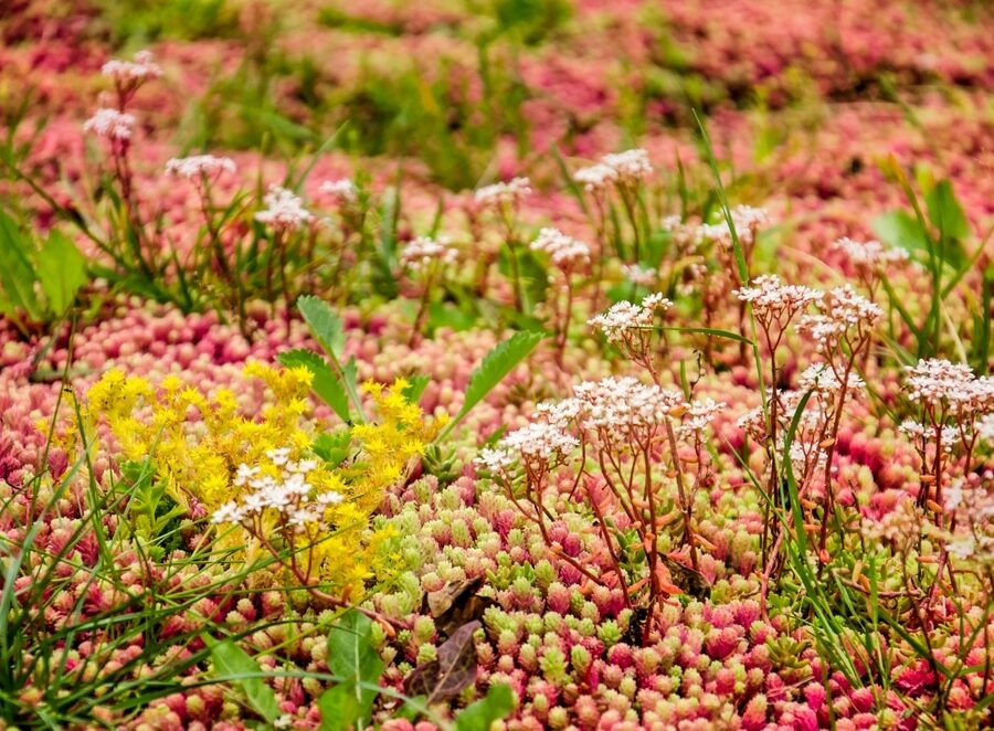 Close,Up,Of,A,Vegetated,Roof,With,Sedum,In,Shades