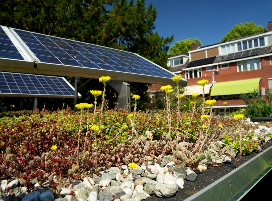 Green,Roof,Garden,With,Blue,Solar,Panels.,Sedum,Green,Roof