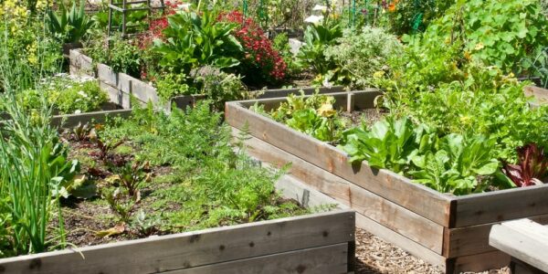 Spring,Vegetables,And,Herbs,Growing,In,The,Raised,Garden,Beds