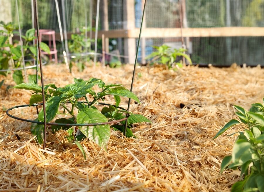 Banana,Pepper,Plant,Growing,In,Straw,Mulch.,Young,Hot,Chili