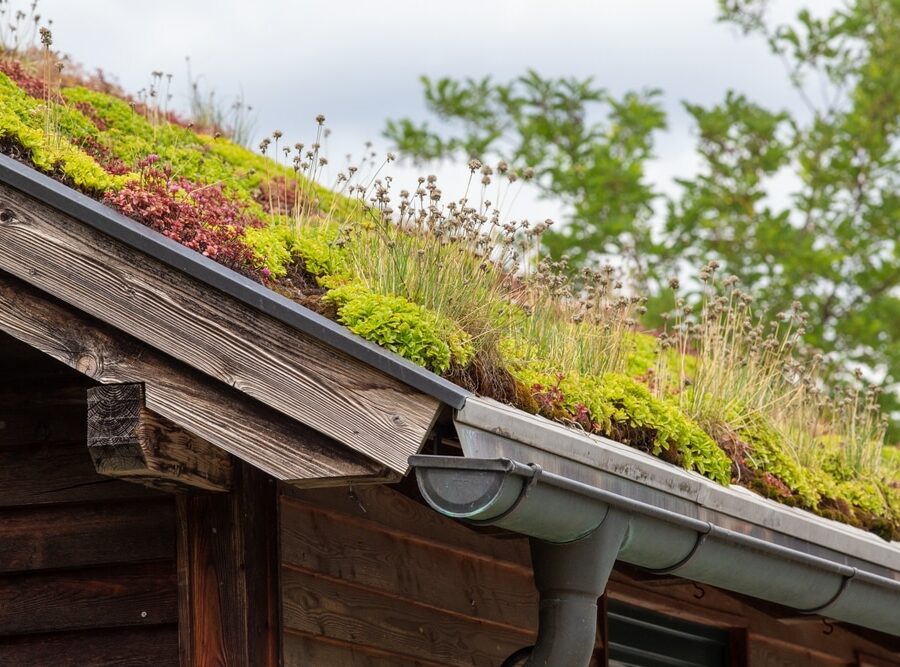 Close,Up,Of,Green,Roof,,Tiles,Covered,With,Plants