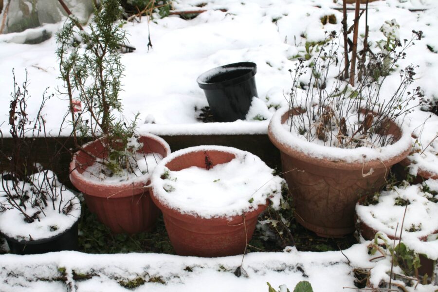 Frost sollte unbedingt vermieden werden