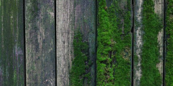 Old,Fence,Overgrown,With,Green,Moss,In,Village